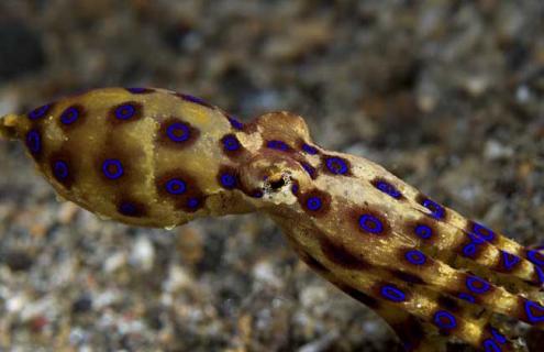 蓝环章鱼图片 蓝环章鱼图片 咬人