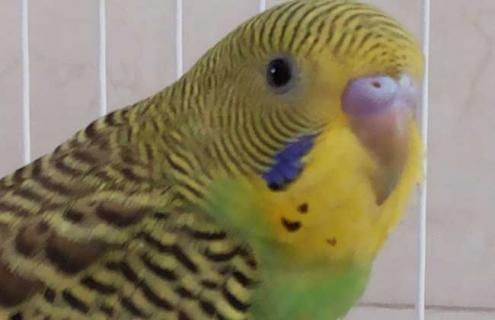 虎皮鹦鹉说话训练 虎皮鹦鹉怎么训练说话