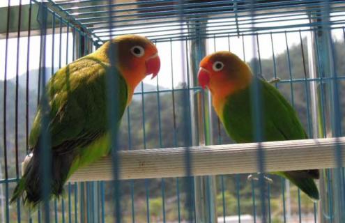 牡丹鹦鹉吃什么食物（牡丹鹦鹉吃什么食物最好）