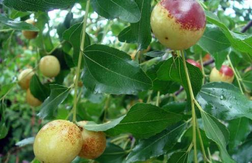 红枣种类图片大全（干枣的品种和图片大全）