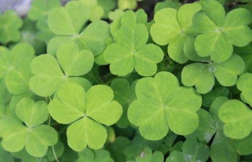 四叶草种类图片（四叶草是什么样子图片）