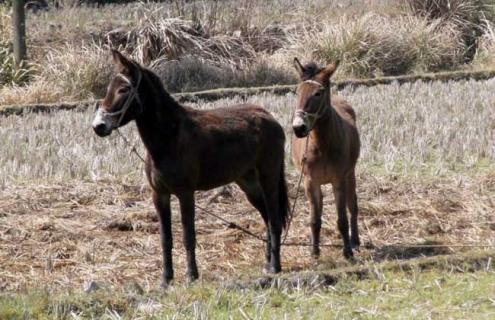 骡子为什么不能生育（骡子为什么不能生育后代）