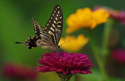 蝴蝶是益虫还是害虫 蜻蜓是益虫还是害虫