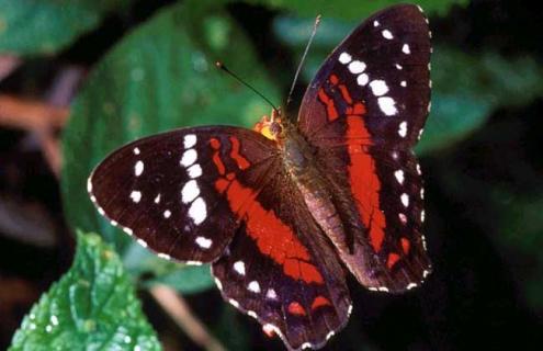 蝴蝶吃什么食物（野生蝴蝶吃什么食物）