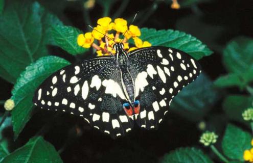 蝴蝶养殖技术 蝴蝶养殖技术培训