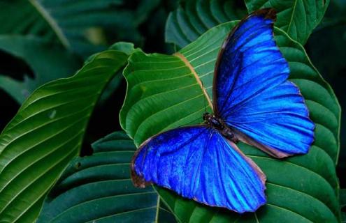 蝴蝶的寿命多长 蝴蝶的寿命有多长时间