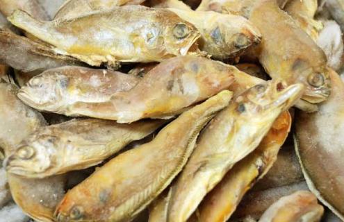 黄花鱼种类图片大全（黄花鱼的规格）