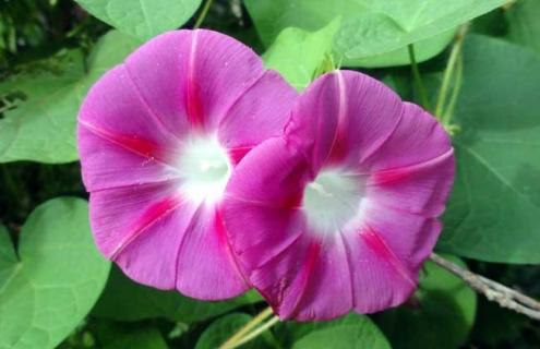 牵牛花种类图片大全 牵牛花的种类图片