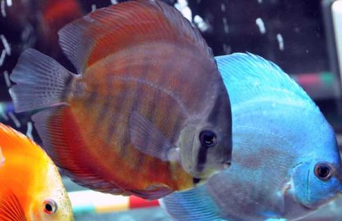 七彩神仙鱼种类图片 七彩神仙鱼种类图片及名字鱼苗