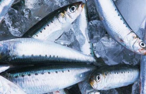 沙丁鱼种类图片大全 沙丁鱼片图片