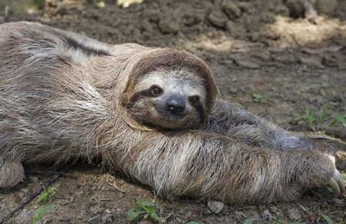 树懒的生活习性 树懒生活在树上