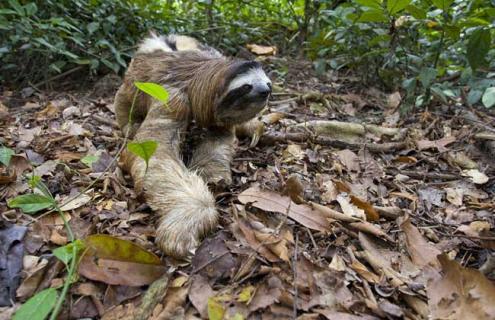 树懒吃什么食物 树懒怎么吃