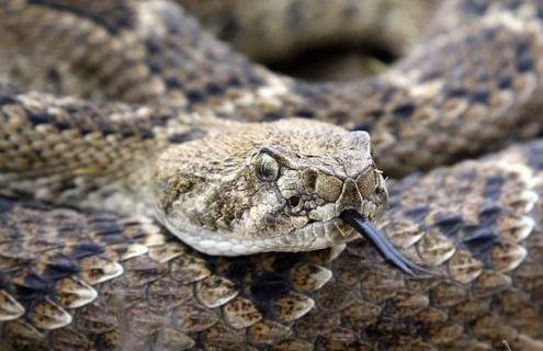 响尾蛇死后咬人的秘密（响尾蛇断头咬人）