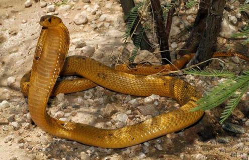 黄金眼镜蛇是什么蛇（金黄眼镜蛇和黄金眼镜蛇有什么区别）
