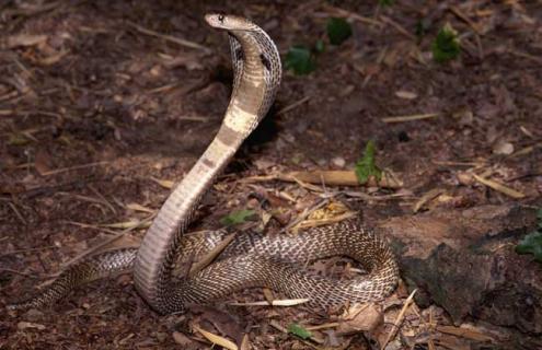 眼镜蛇养殖技术 眼镜蛇养殖技术视频大全