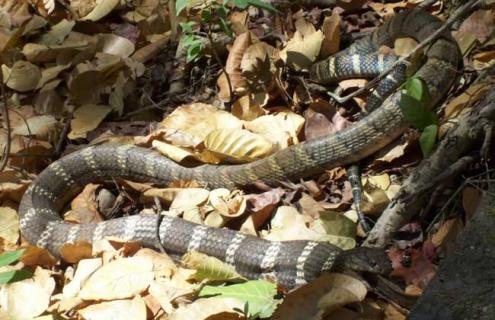 眼镜王蛇是什么蛇 眼镜王蛇是什么蛇百科