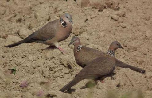 斑鸠是保护动物吗 斑鸠是保护动物吗?属于几级