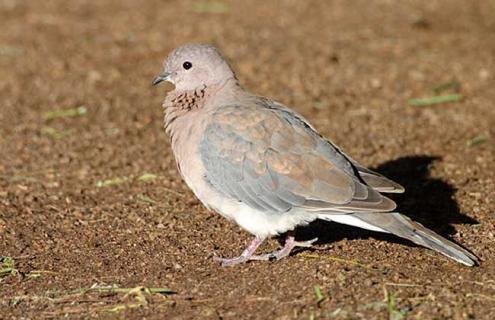 棕斑鸠是什么鸟类 斑鸠是什么类动物
