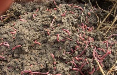 最简单的蚯蚓养殖办法（最简单的养殖蚯蚓方法）