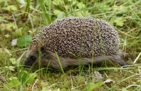 刺猬养殖是真的吗（刺猬可以养活吗）