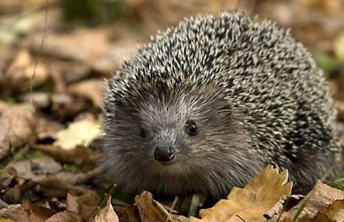 养殖刺猬赚钱吗 养刺猬赚钱吗有销路吗