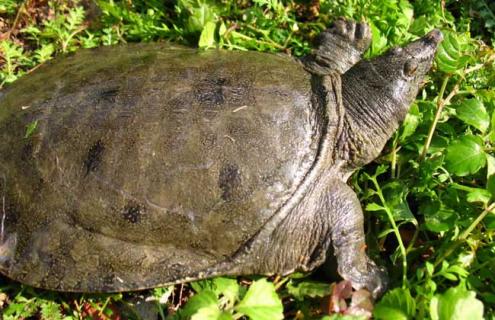 钓甲鱼用什么饵（黄河钓甲鱼用什么饵）