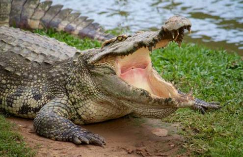 鳄鱼是什么动物(鳄鱼是什么动物类型)