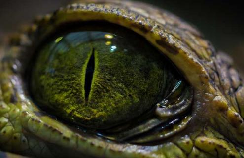 鳄鱼是保护动物吗(鳄鱼是保护动物吗为什么鳄鱼可以卖)