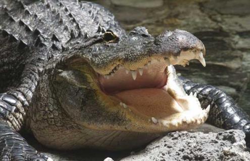 鳄鱼为什么会流泪(鳄鱼为什么会流泪情绪不好排出盐分吃东西)