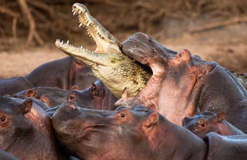 鳄鱼为什么不吃河马（为什么河马不怕吃肉的鳄鱼）