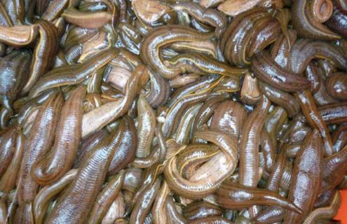 水蛭养殖场建设方法（养殖水蛭养殖）