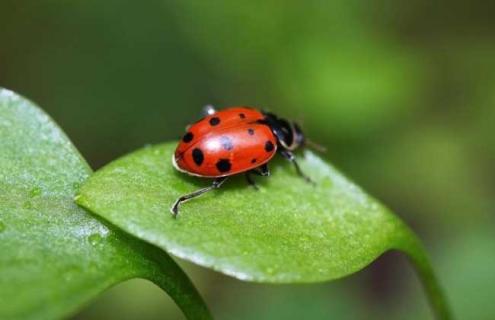 七星瓢虫吃什么食物（七星瓢虫吃什么食物白菜的什么样子?）
