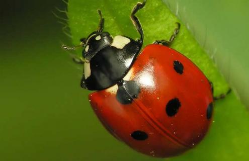 七星瓢虫吃什么