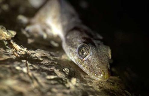 蛤蚧是什么东西 蛤蚧是什么东西水蛭