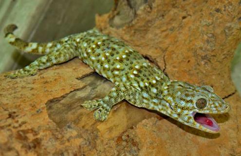 蛤蚧的养殖技术 蛤蚧的养殖技术视频