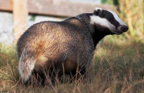 狗獾吃什么食物（狗獾吃什么食物及视频）