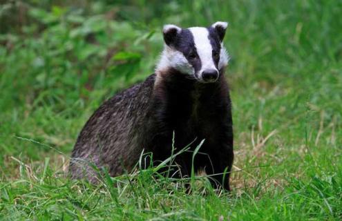 狗獾子养殖技术（狗獾养殖在哪里引种）