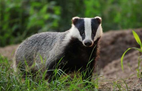 狗獾子是几级保护动物（狗獾子是几级保护动物油）