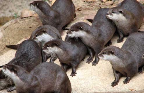 海豹吃什么食物（海豹吃什么食物的视频）