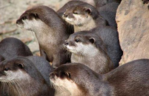 海豹有哪些天敌（海豹的敌人）