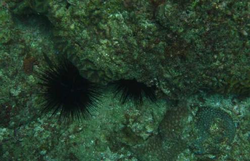 海胆是什么动物 海胆是什么动物的食物