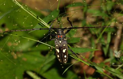 天牛是昆虫吗 蜻蜓是昆虫吗