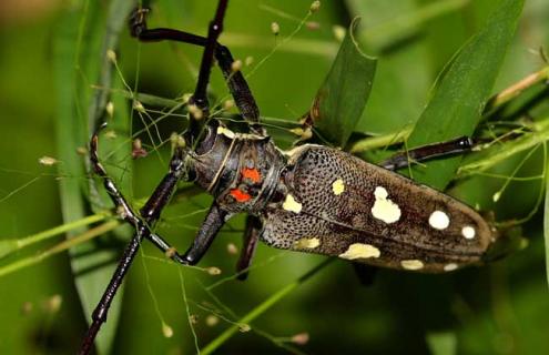 天牛能不能吃 天牛能不能吃生玉米
