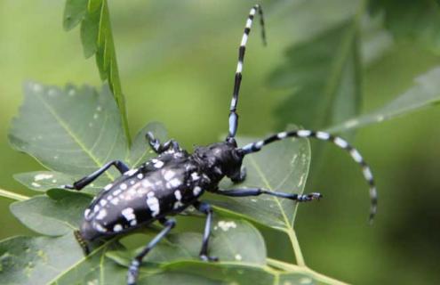 天牛会不会飞（为什么会有天牛）