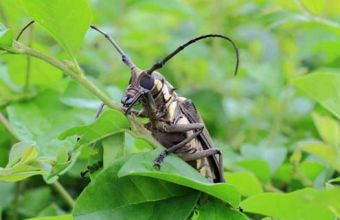 天牛咬人有毒吗（天牛咬人有没有毒）