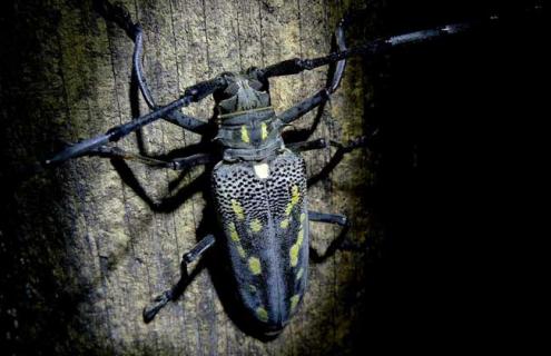 天牛吃什么东西 如何饲养天牛天牛吃什么东西