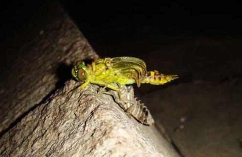 蜻蜓幼虫叫什么名字 蜻蜓的幼虫叫什么长什么样子