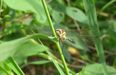蜻蜓吃什么食物 蜻蜓吃什么食物?