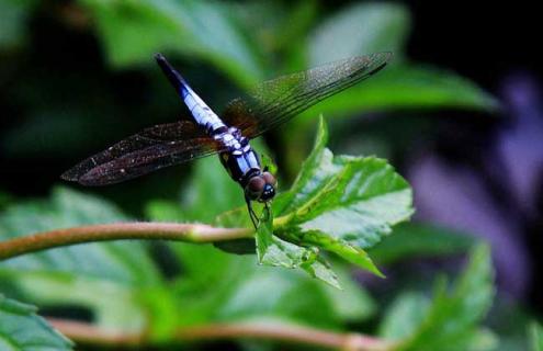 蜻蜓是昆虫吗 蝴蝶是昆虫吗