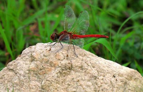蜻蜓冬天到哪里去了 蜻蜓在哪过冬